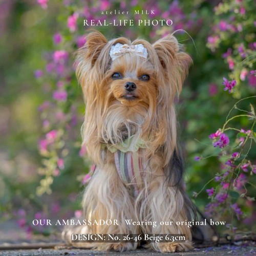 Dog hair bow yorkie - dog,